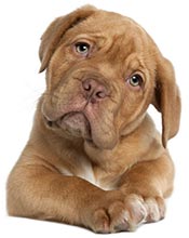 404 page not found puppy